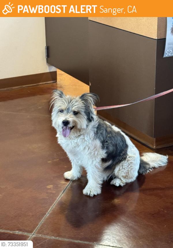Found/Stray Male Dog last seen McCall and 180, Sanger, CA 93657