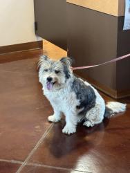 Found/Stray Male Dog last seen McCall and 180, Sanger, CA 93657