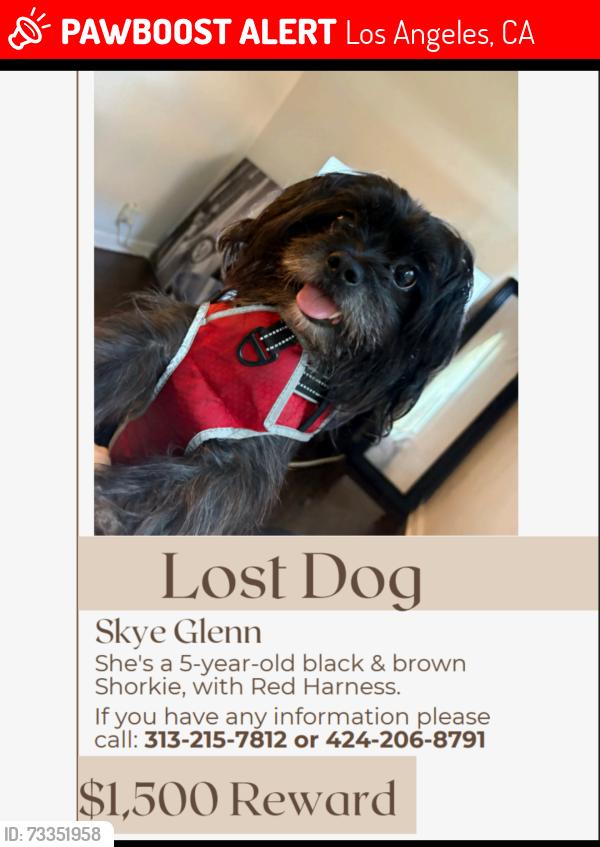 Lost Female Dog last seen Nearby Joeys at the train station., Los Angeles, CA 90017