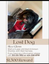 Lost Female Dog last seen Nearby Joeys at the train station., Los Angeles, CA 90017