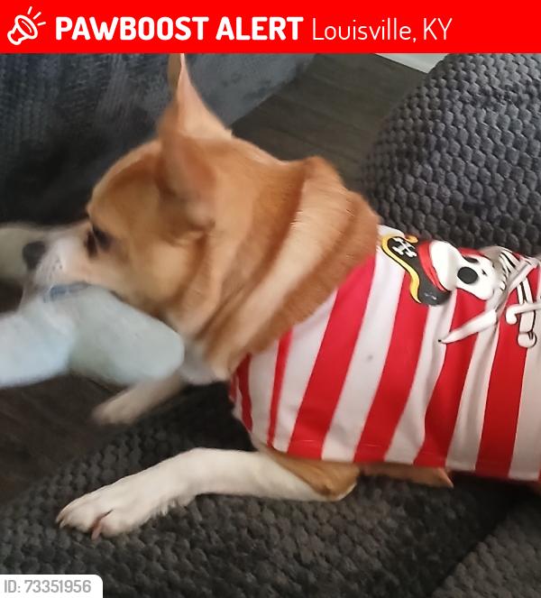Lost Male Dog last seen Old 3rd Street Rd near valley view Baptist Church, Louisville, KY 40272