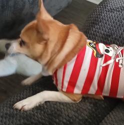 Lost Male Dog last seen Old 3rd Street Rd near valley view Baptist Church, Louisville, KY 40272
