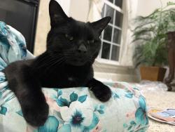 Reunited Male Cat last seen Inspiration Point Pl. and laurel Higlands place, Manassas, VA 20112