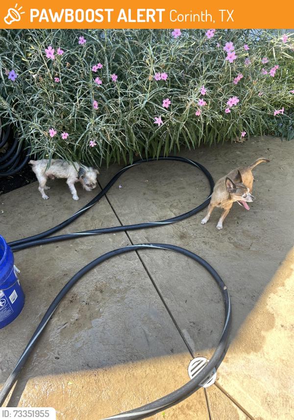 Found/Stray Male Dog last seen Near Whitehall Dr, Corinth, TX 76210