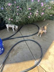 Found/Stray Male Dog last seen Near Whitehall Dr, Corinth, TX 76210