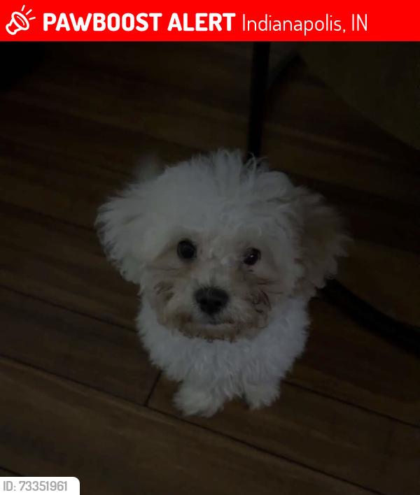 Lost Male Dog last seen Near Rockville rd, Indianapolis, IN 46222