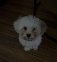 Lost Male Dog last seen Near Rockville rd, Indianapolis, IN 46222