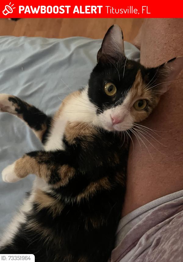 Lost Female Cat last seen Near Wilderness Ln Titusville Fl, Titusville, FL 32796