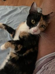 Lost Female Cat last seen Near Wilderness Ln Titusville Fl, Titusville, FL 32796