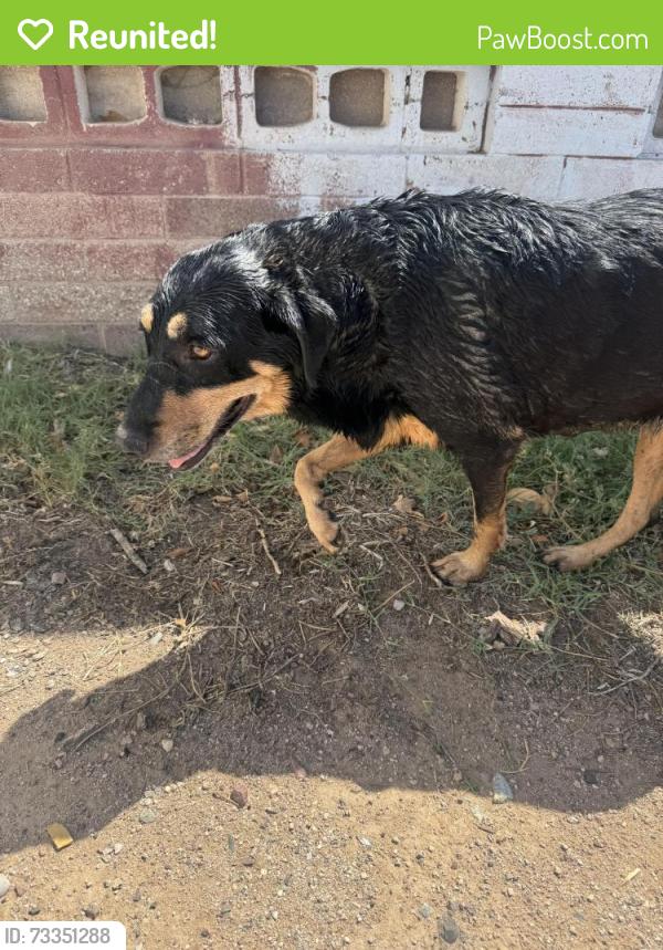 Reunited Unknown Dog last seen Erie St near Jay, Chandler, AZ 85225