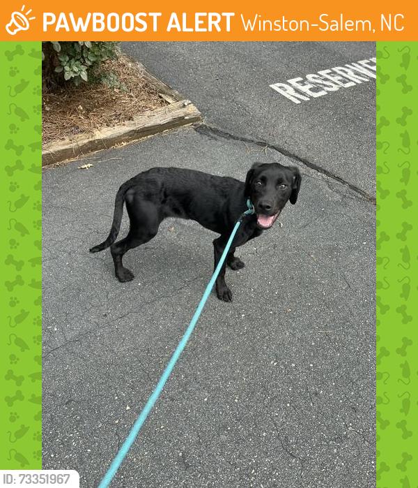 Found/Stray Female Dog last seen Bojangles Parkway off University/Northwest Blvd, Winston-Salem, NC 27105