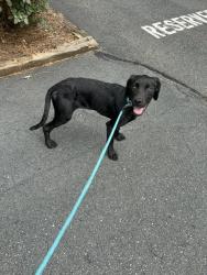 Found/Stray Female Dog last seen Bojangles Parkway off University/Northwest Blvd, Winston-Salem, NC 27105