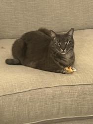 Lost Male Cat last seen Last seen in Green Valley Country Club Area, Clermont, FL 34711