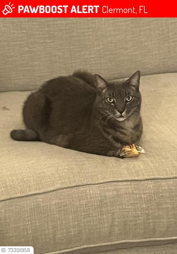 Lost Male Cat last seen Last seen in Green Valley Country Club Area, Clermont, FL 34711