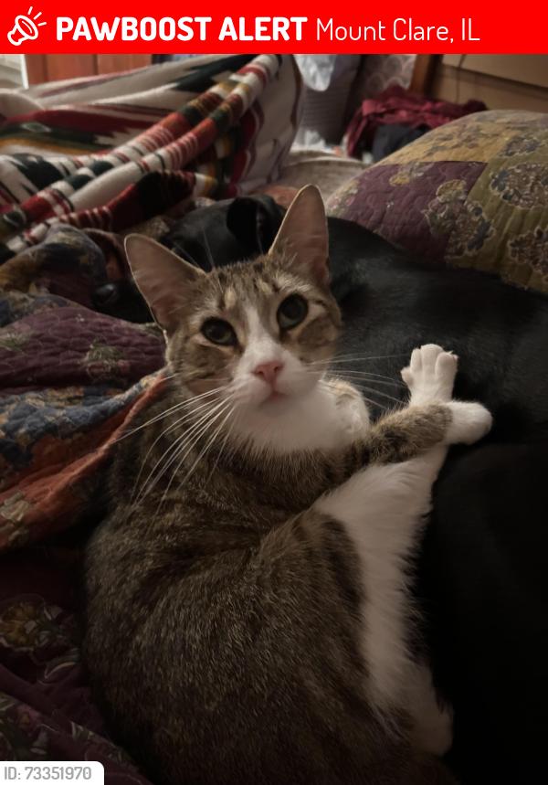 Lost Female Cat last seen Wilson Ave, Mount Clare, IL 62033