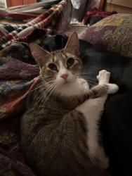 Lost Female Cat last seen Wilson Ave, Mount Clare, IL 62033
