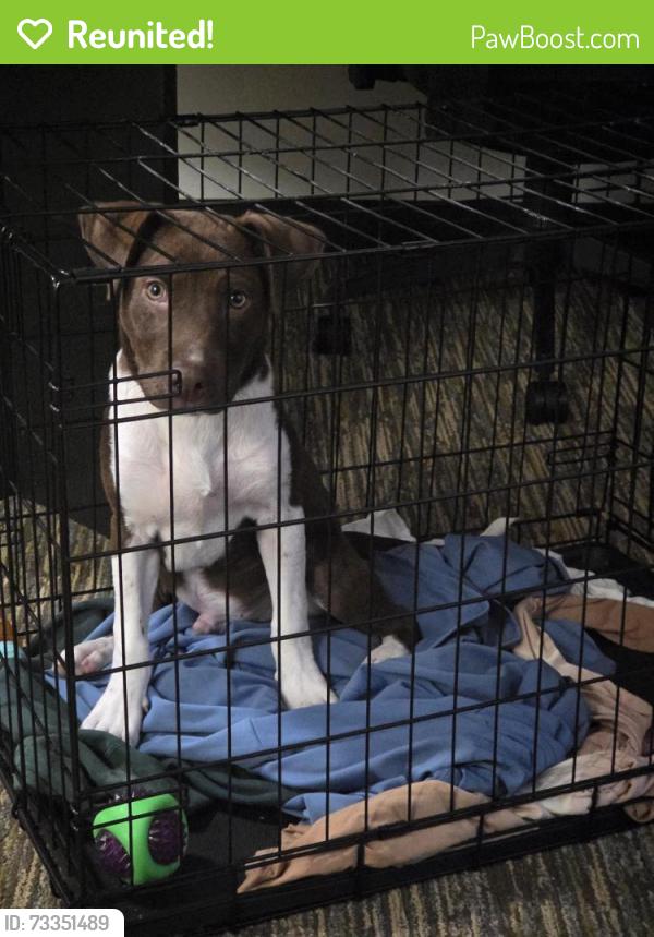 Reunited Male Dog last seen Havasu St & Norman Landing, Charlotte, NC 28273
