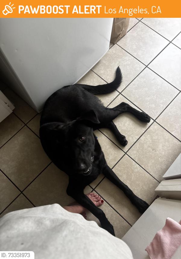 Found/Stray Male Dog last seen Figueroa and 42nd, Los Angeles, CA 90037