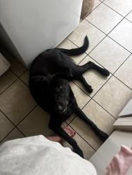 Found/Stray Male Dog last seen Figueroa and 42nd, Los Angeles, CA 90037