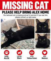 Lost Male Cat last seen Lakeview Retreat, Fort Bend County, TX 77407