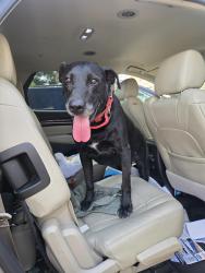 Reunited Male Dog last seen W. Pine and Lloma St, Midland, TX 79705