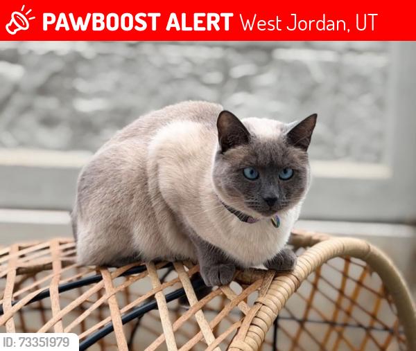 Lost Female Cat last seen Near w sapphire street, West Jordan, UT 84081