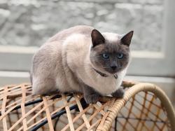 Lost Female Cat last seen Near w sapphire street, West Jordan, UT 84081