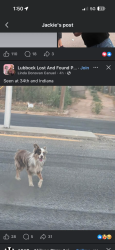 Lost Male Dog last seen Indiana ave 34th street Snyder t, Lubbock, TX 79410
