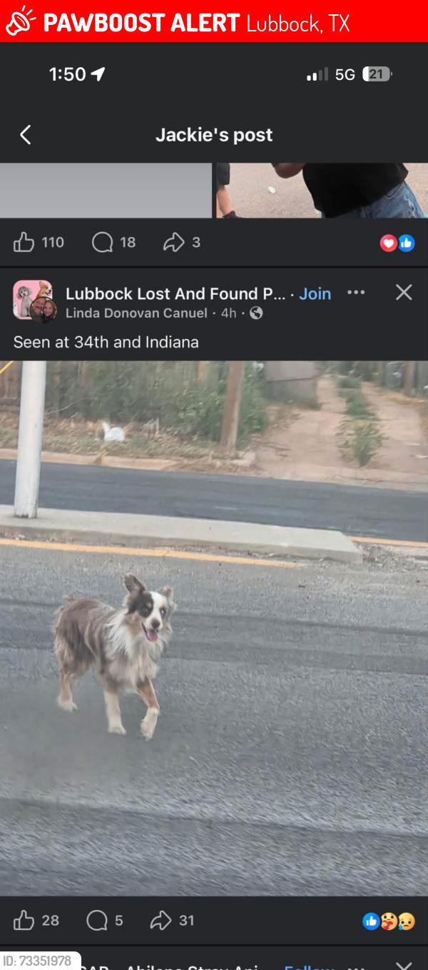 Lost Male Dog last seen Indiana ave 34th street Snyder t, Lubbock, TX 79410