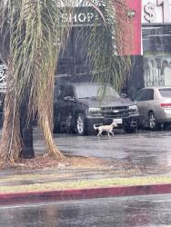 Found/Stray Male Dog last seen Piara Pizza, Los Angeles, CA 90061
