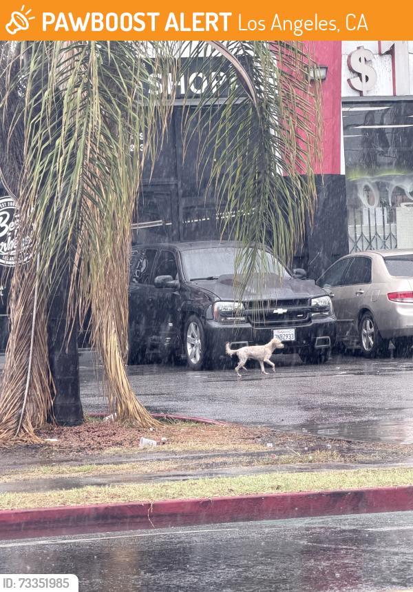 Found/Stray Male Dog last seen Piara Pizza, Los Angeles, CA 90061