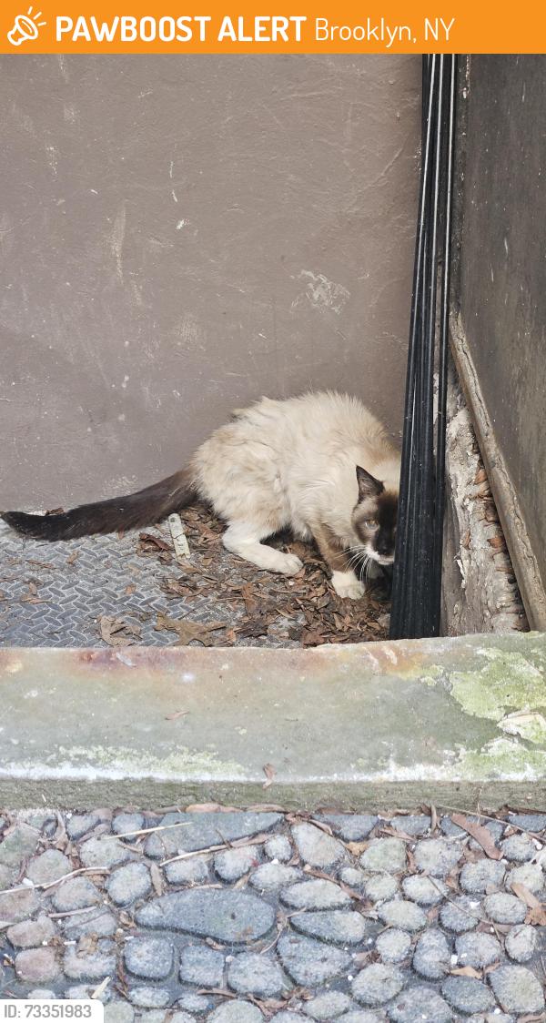 Found/Stray Unknown Cat last seen Halsey Street J Stop, Brooklyn, NY 11221