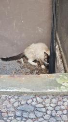 Found/Stray Unknown Cat last seen Halsey Street J Stop, Brooklyn, NY 11221