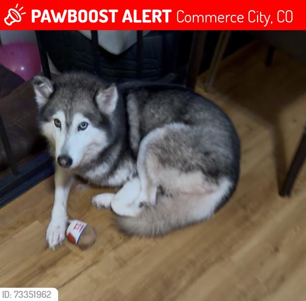 Lost Female Dog last seen Mónaco st, Commerce City, CO 80022