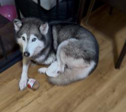 Lost Female Dog last seen Mónaco st, Commerce City, CO 80022