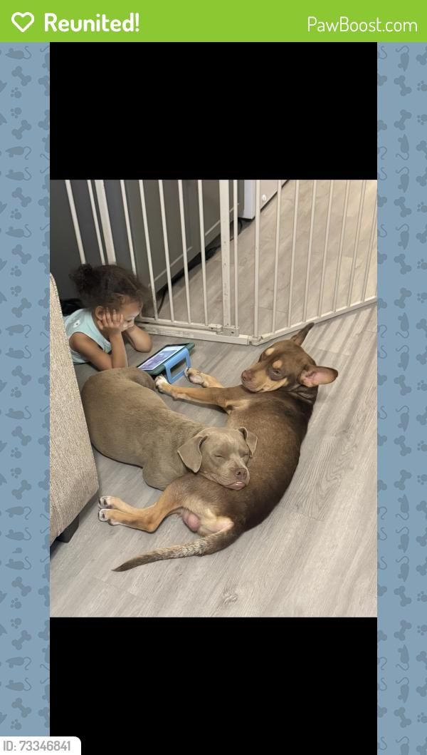 Reunited Male Dog last seen Adanson st and lee rd area, Orlando, FL 32804