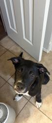 Found/Stray Male Dog last seen Shorewood and Hawaii lane, Arlington, TX 76016