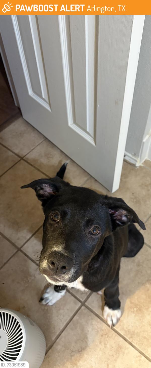 Found/Stray Male Dog last seen Shorewood and Hawaii lane, Arlington, TX 76016
