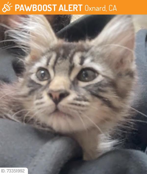 Found/Stray Unknown Cat last seen Vineyard, Oxnard, CA 93036