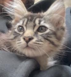 Found/Stray Unknown Cat last seen Vineyard, Oxnard, CA 93036