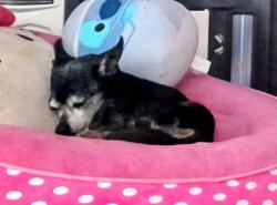 Reunited Male Dog last seen Near Rimcrest Dr, San Antonio, TX 78217, USA, San Antonio, TX 78217