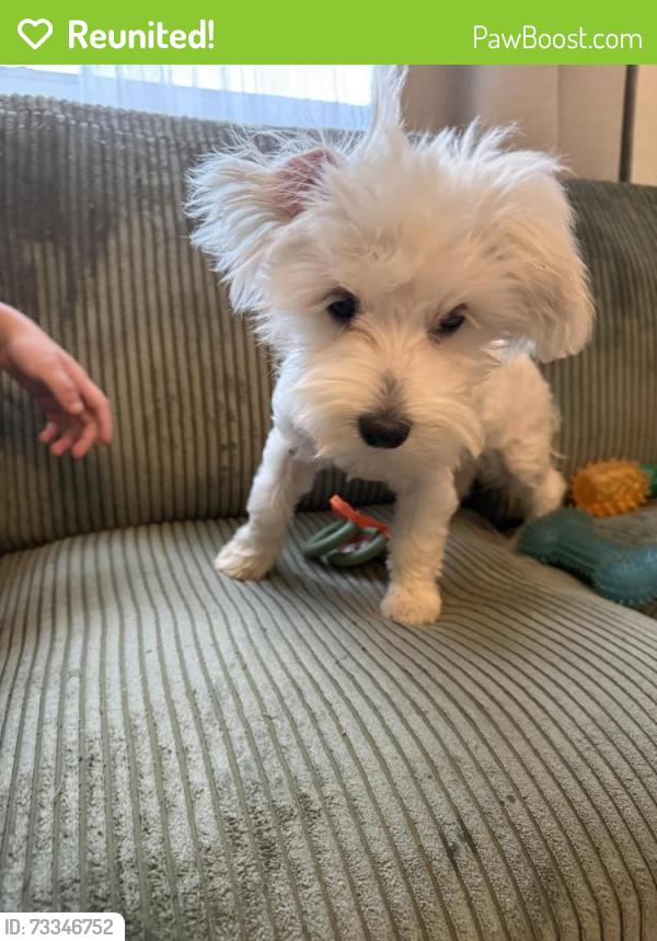 Reunited Male Dog last seen Washington street, Hollywood, FL 33020