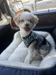 Reunited Female Dog last seen Near Daventry Pl Midland, TX, Midland, TX 79705