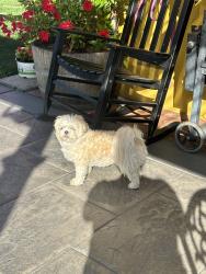 Reunited Female Dog last seen Near Waverly Ave, Hayward, CA 94541, USA, Hayward, CA 94541