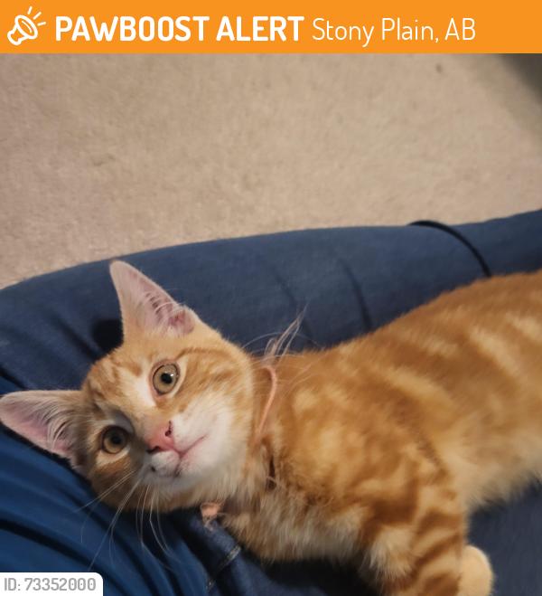 Found/Stray Female Cat last seen Highway 16a, Stony Plain, AB 