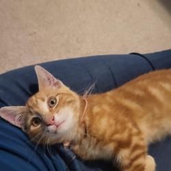 Found/Stray Female Cat last seen Highway 16a, Stony Plain, AB 