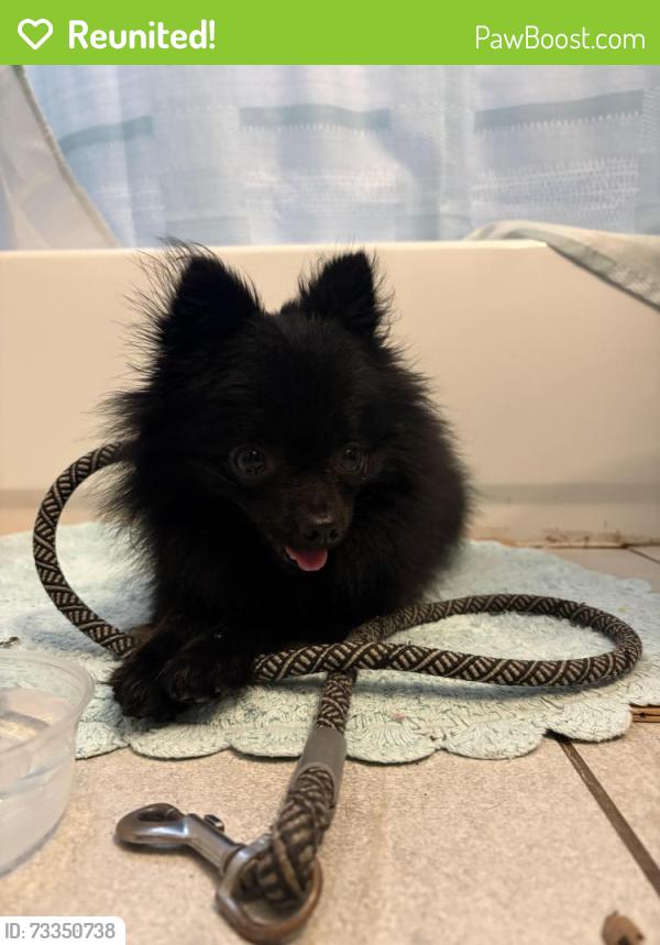 Reunited Male Dog last seen Materhorn and crest ridge, Dallas, TX 75228