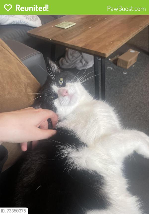 Reunited Male Cat last seen Near Harland Road, Sharrow, England S11 8NB