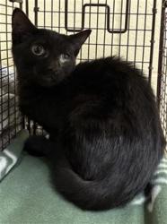Shelter Stray Unknown Cat last seen SHADY LEAF WAY & FIG LEAF CT, 2127 Front St, Sacramento, CA 95818, USA