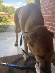 Found/Stray Unknown Dog last seen On the corner of sunnyland dr and broadview, San Antonio, TX 78228